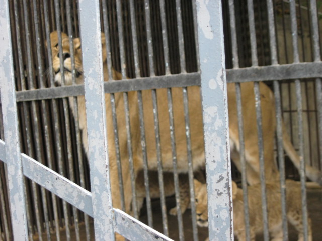 african lion ( Armenia ) Yerevan zoo