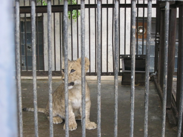 african lion ( Armenia ) Yerevan zoo