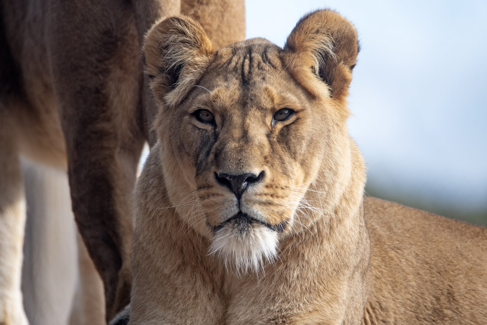 African lion 'Asali'