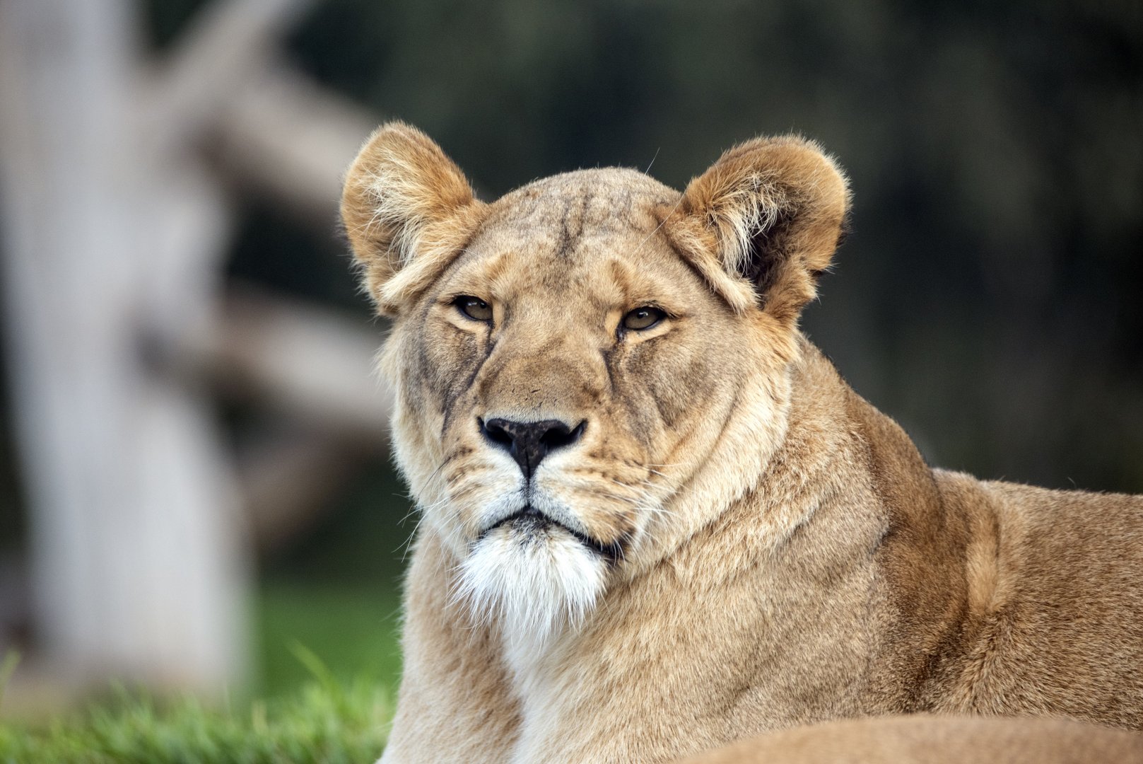 African lion 'Asali'