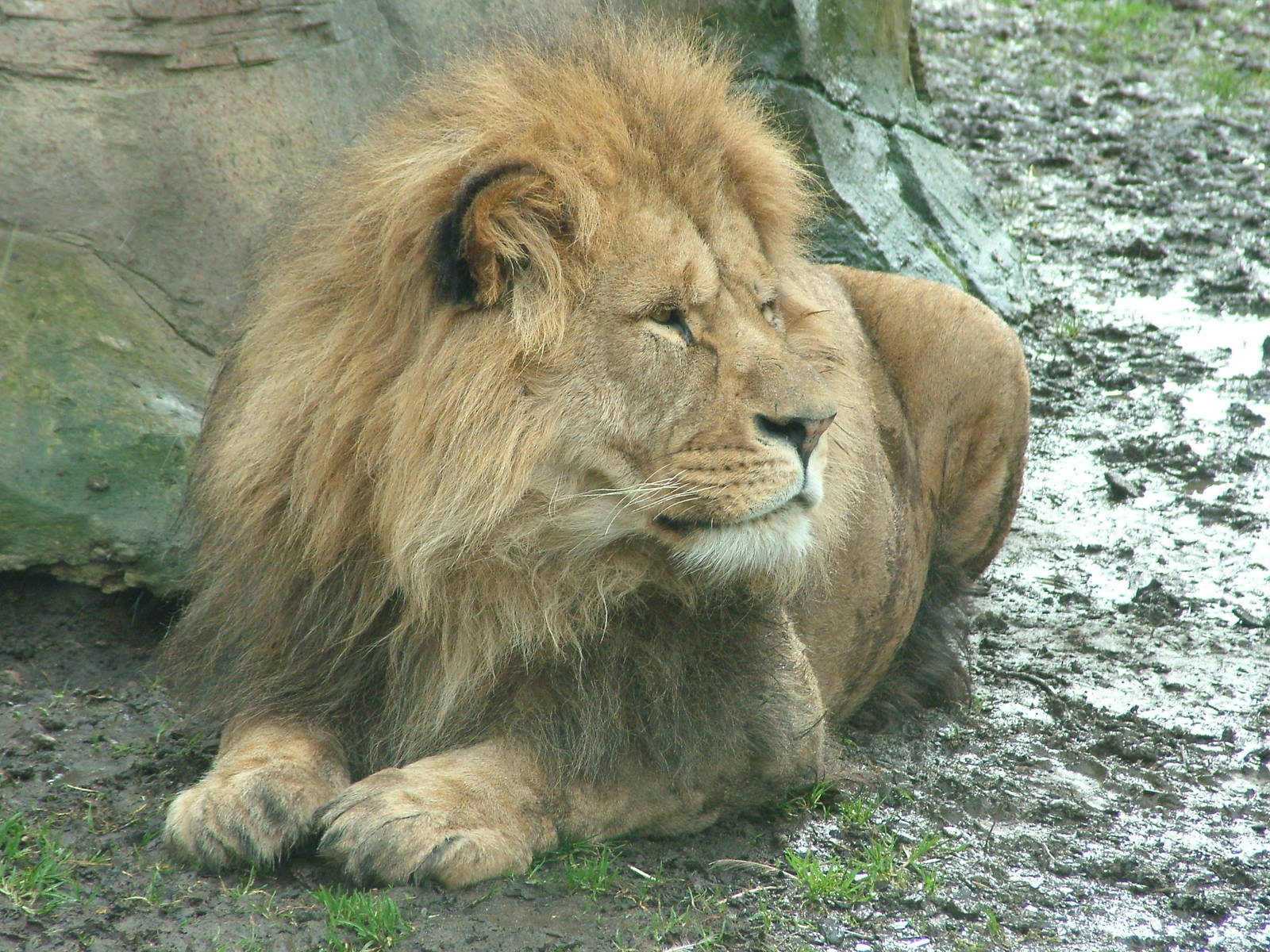 African Lion at Blackpool 26/03/10