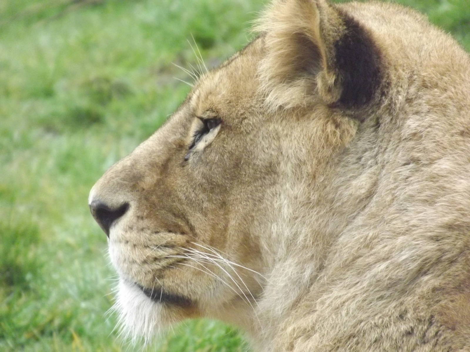 African lion at Blackpool Zoo 11/03/12