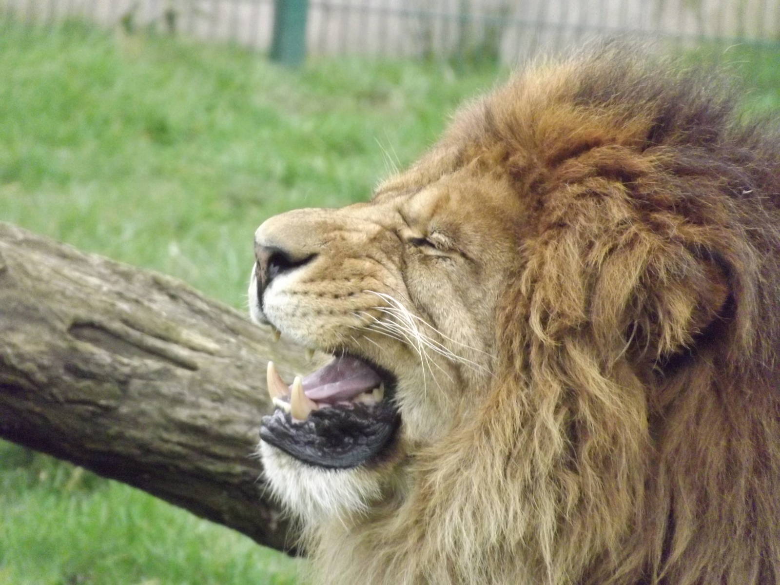 African Lion at Blackpool Zoo 11/03/12