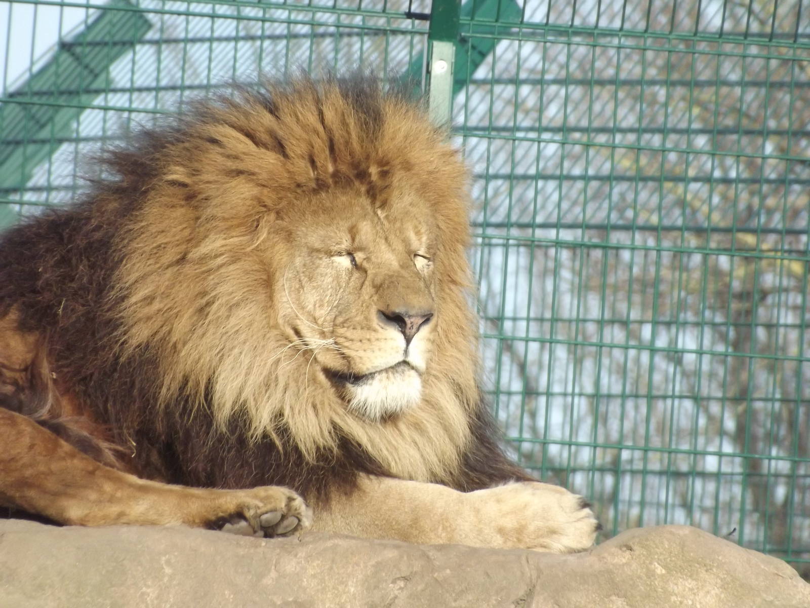 African lion at Blackpool Zoo 15/01/12