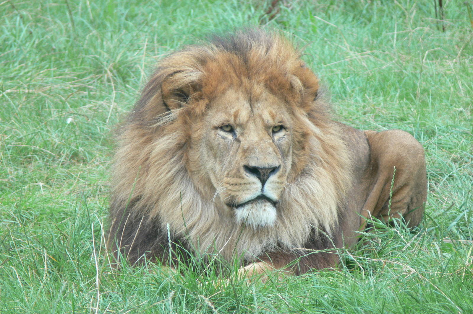 African Lion at Blackpool Zoo, 16/08/14