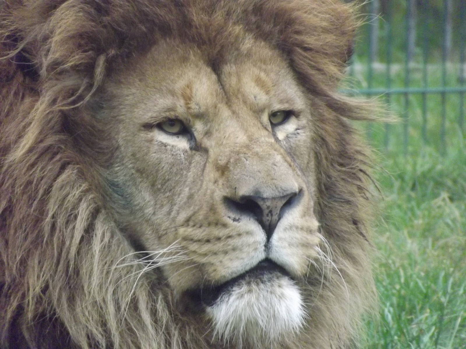 African Lion at Blackpool Zoo 26/02/12