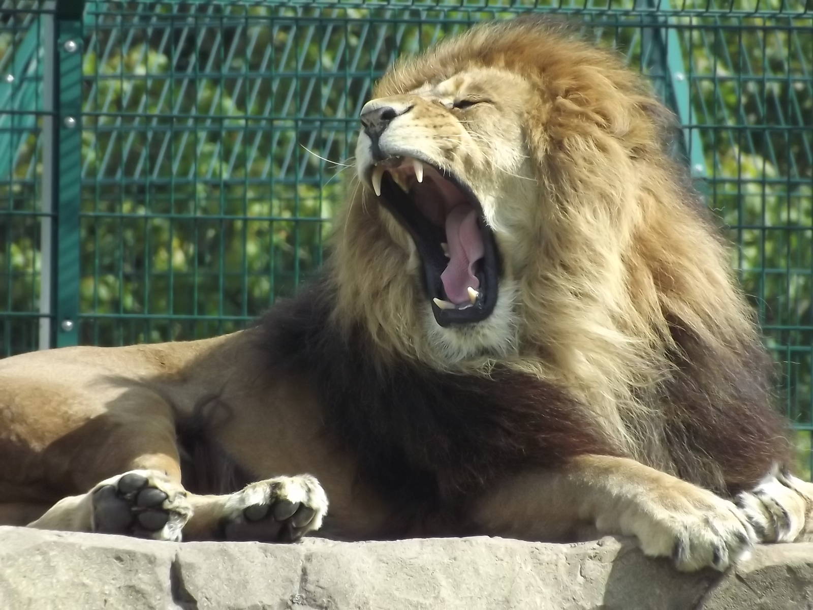 African Lion at Blackpool Zoo 28/07/12