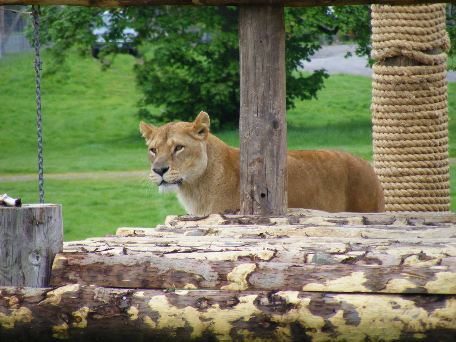 African lion at Blair Drummond Safari Park, 19 May 2010