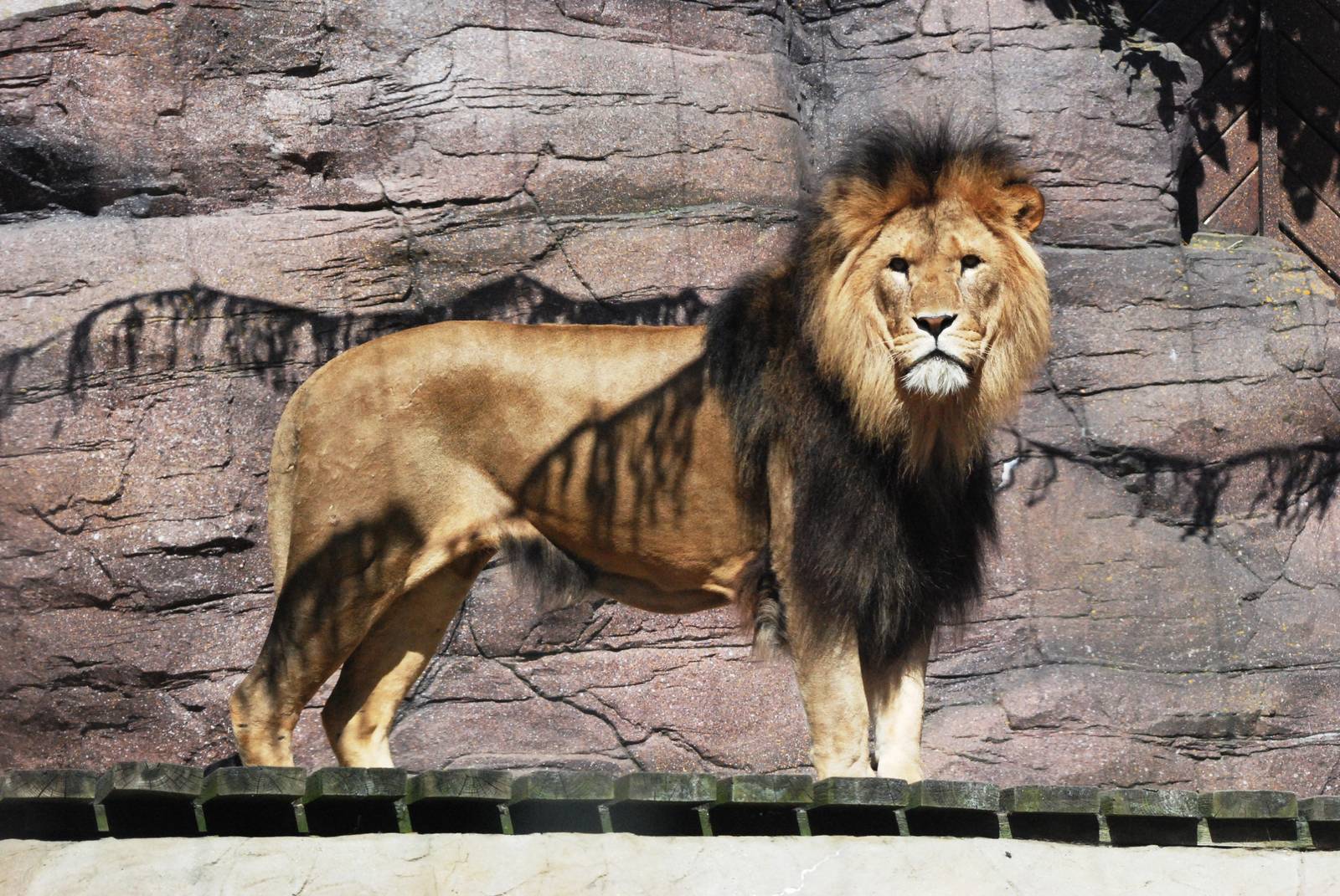 African Lion at Colchester, 31/08/13