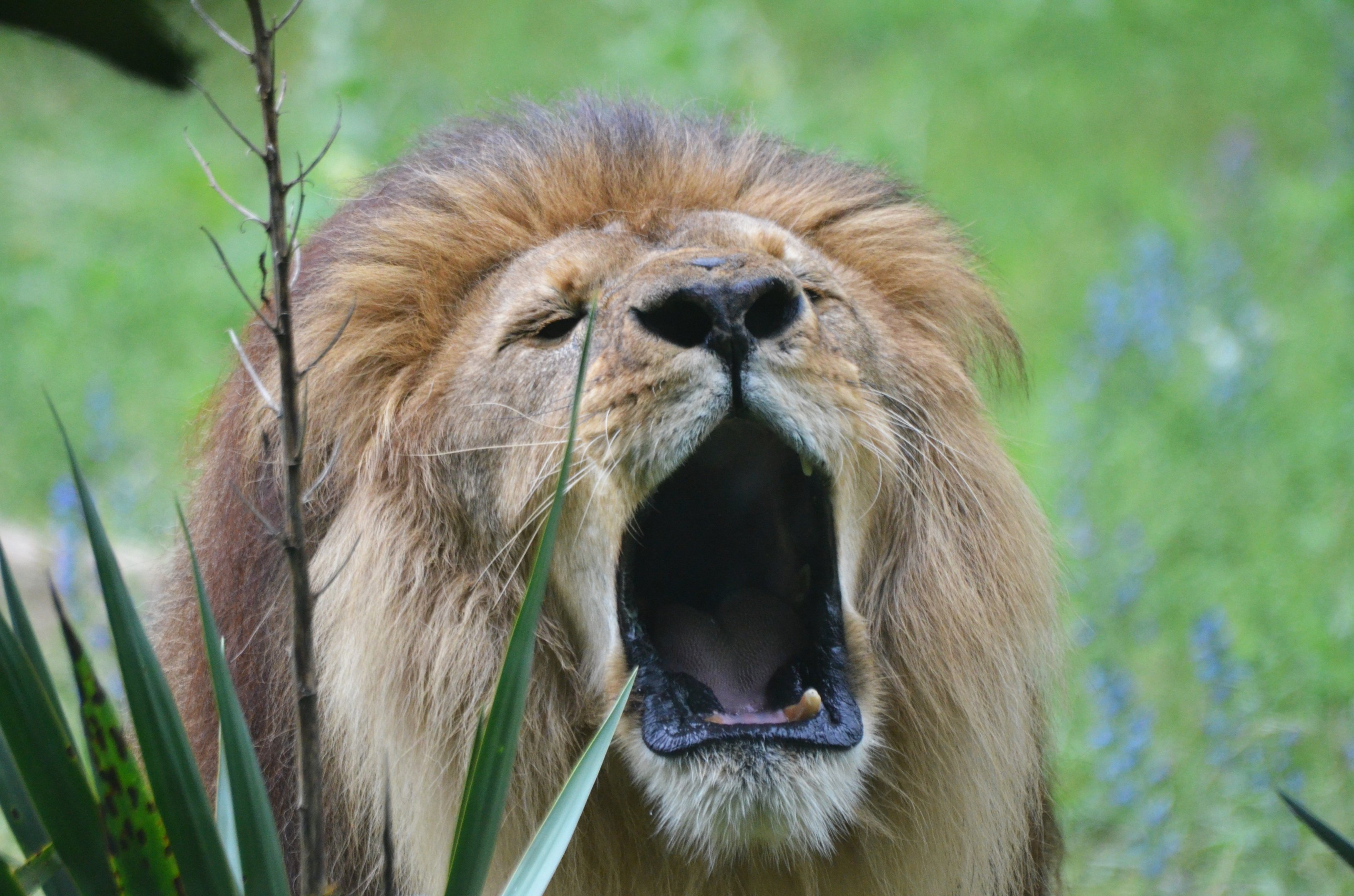African Lion at Doué-la-Fontaine, 15/06/18