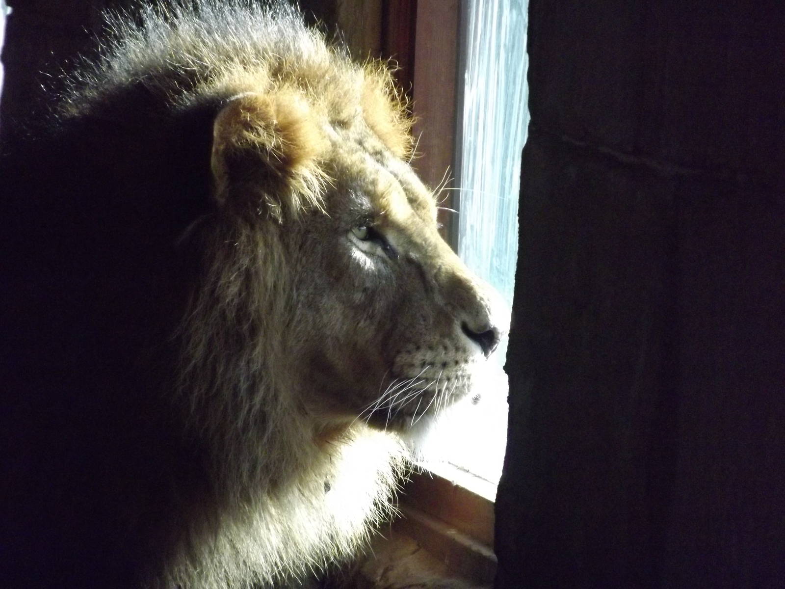African Lion at Flamingoland 19/02/12