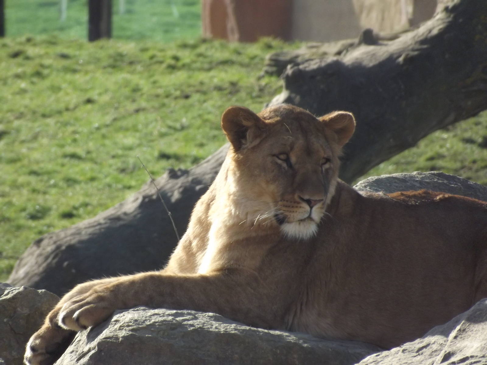 African Lion at Flamingoland 19/02/12