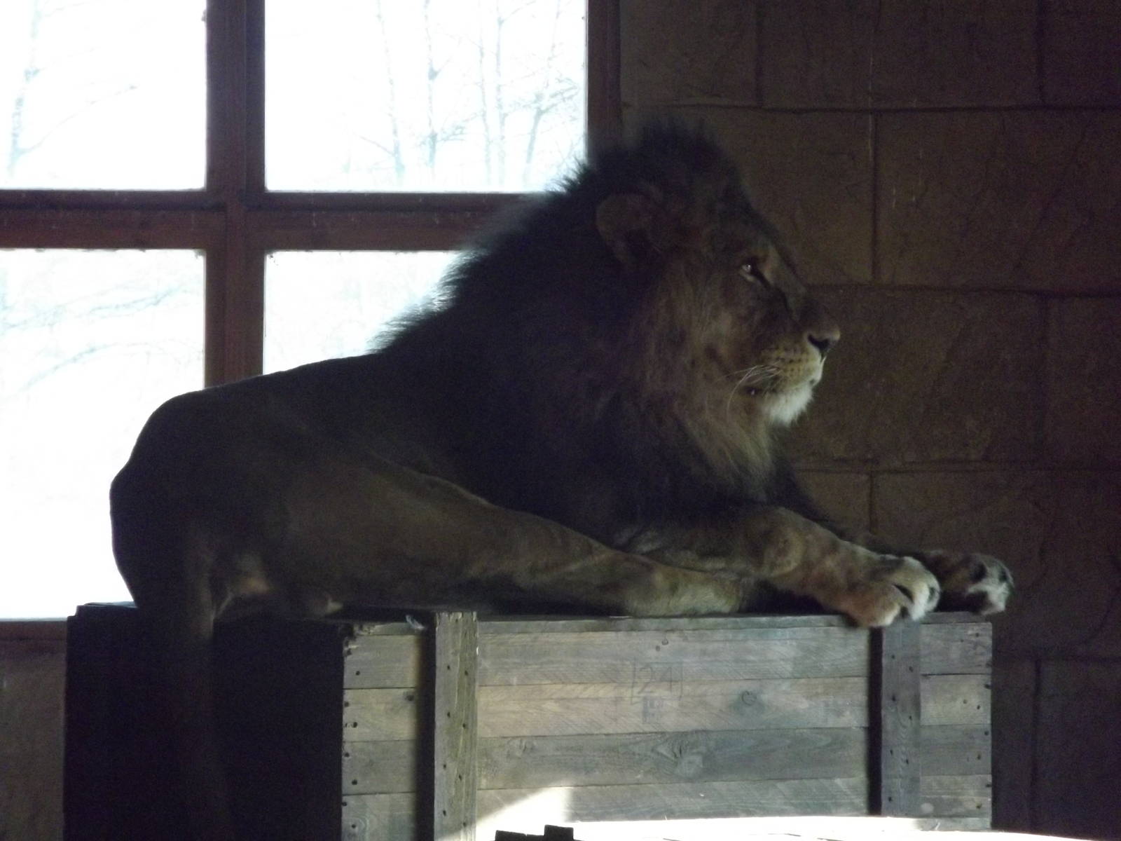 African Lion at Flamingoland 19/02/12