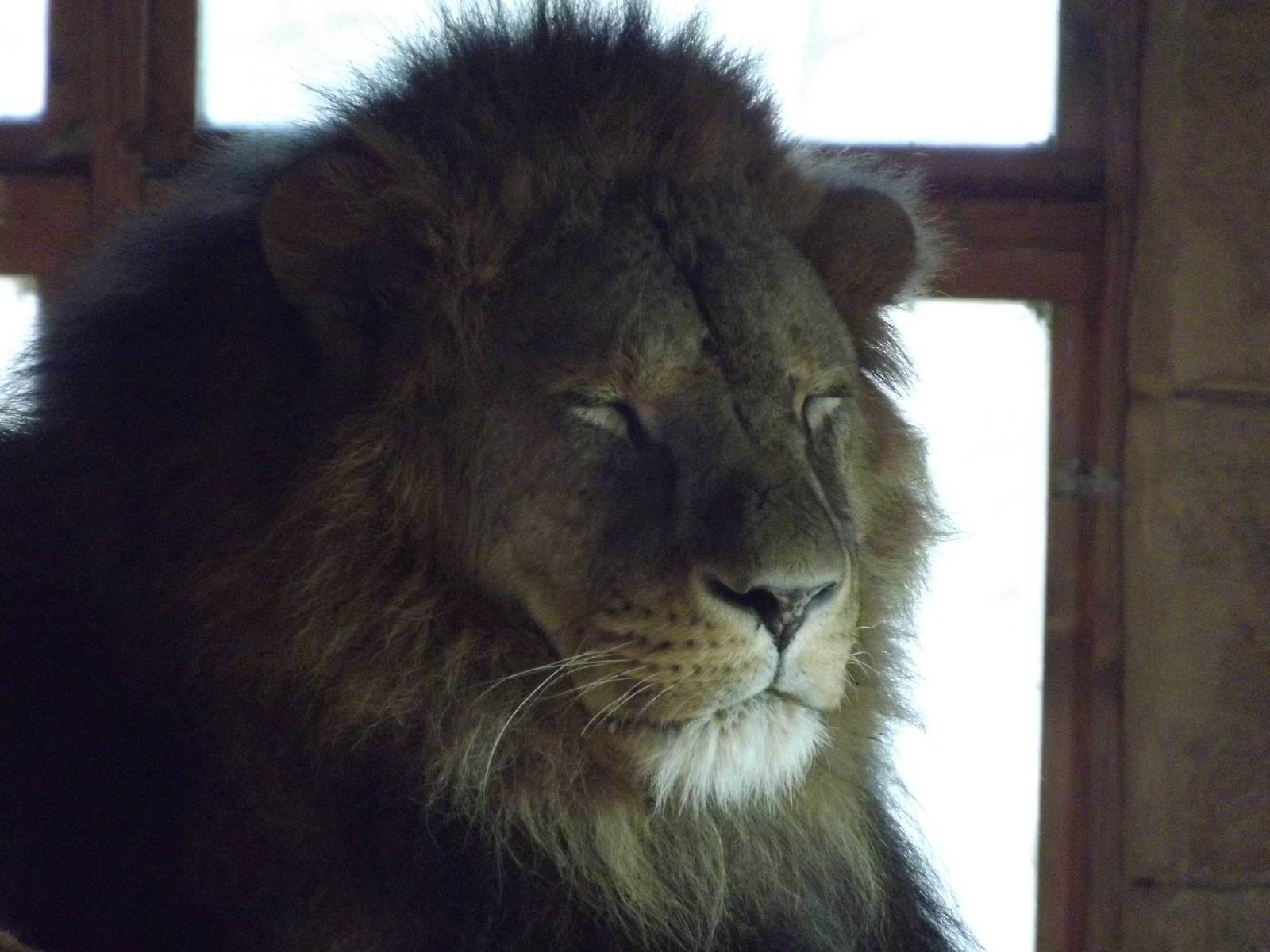 African Lion at Flamingoland 19/02/12