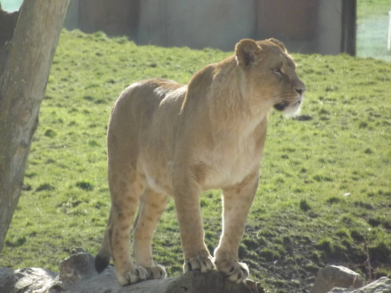 African Lion at Flamingoland 19/02/12