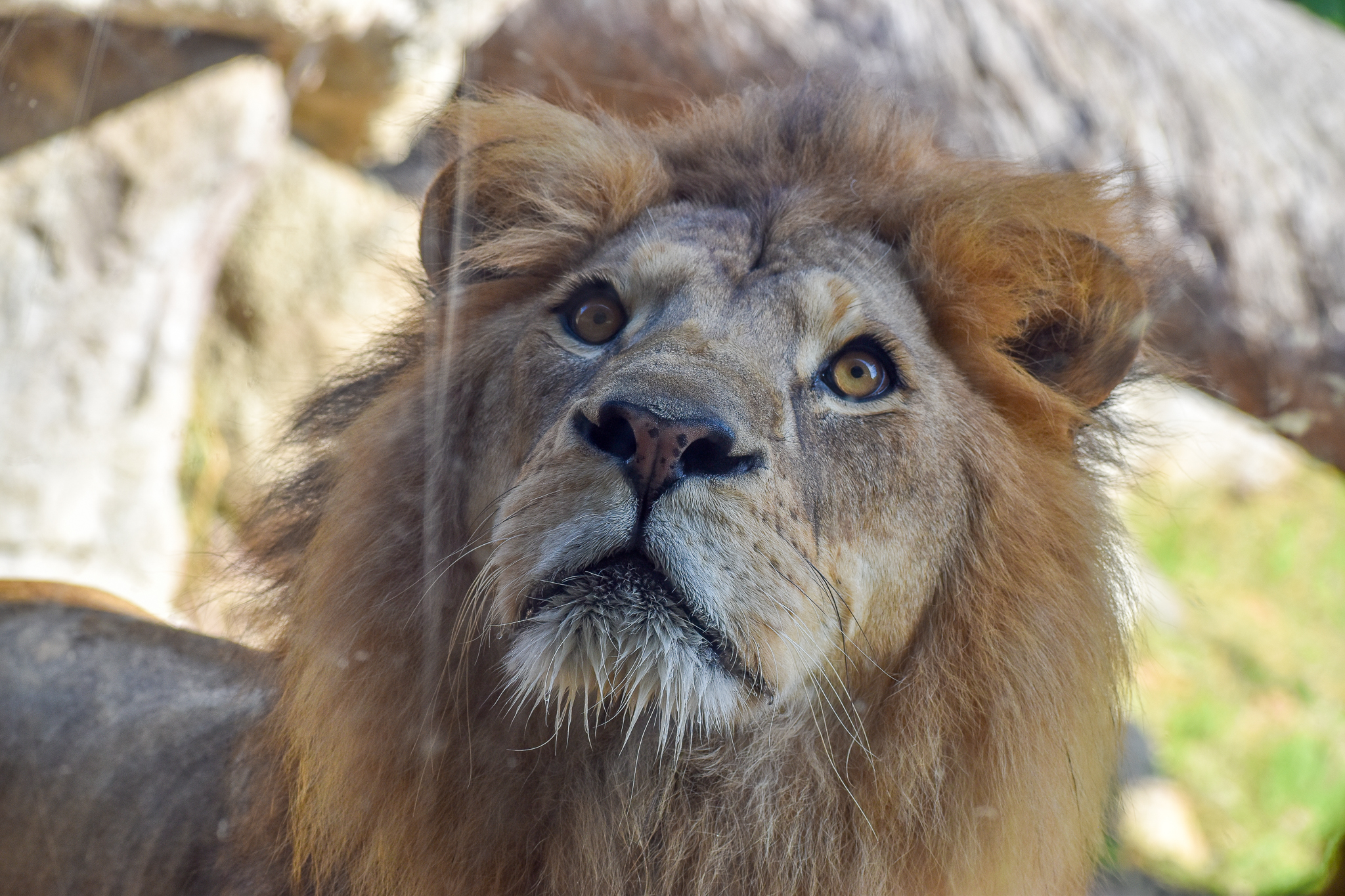 African Lion at glass window
