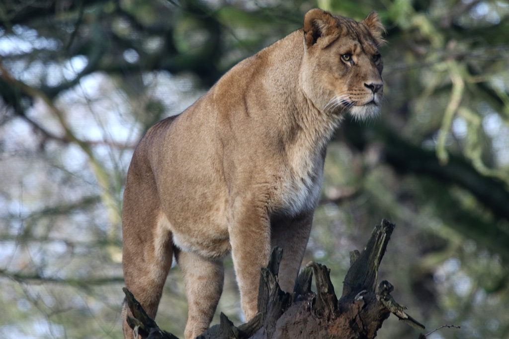 African Lion at Knowsley 22/12/2016