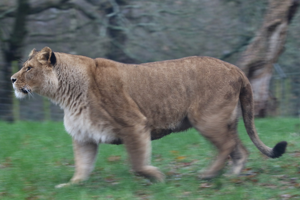African Lion at Knowsley 23rd December 2020