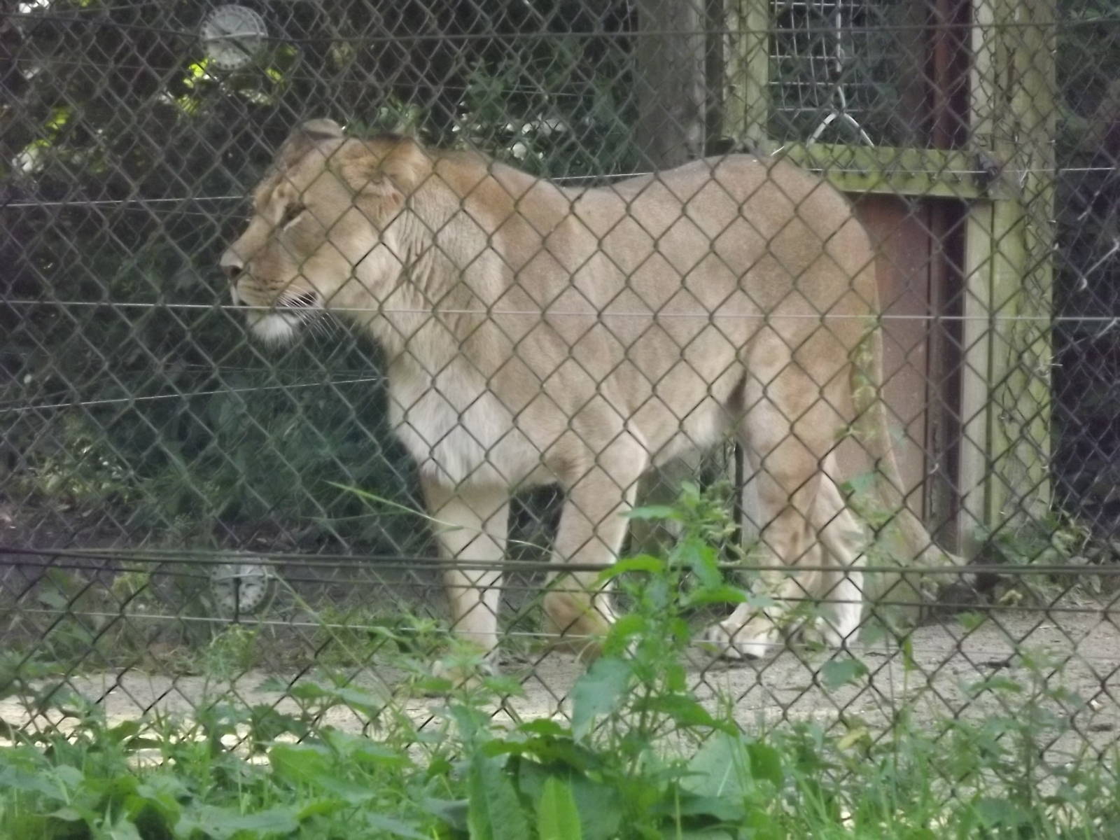 African Lion at Knowsley Safari Park 08/09/12