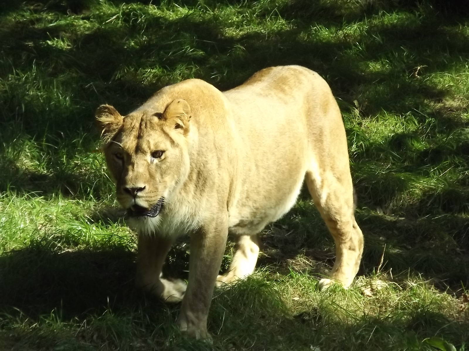 African Lion at Knowsley Safari Park 08/09/12