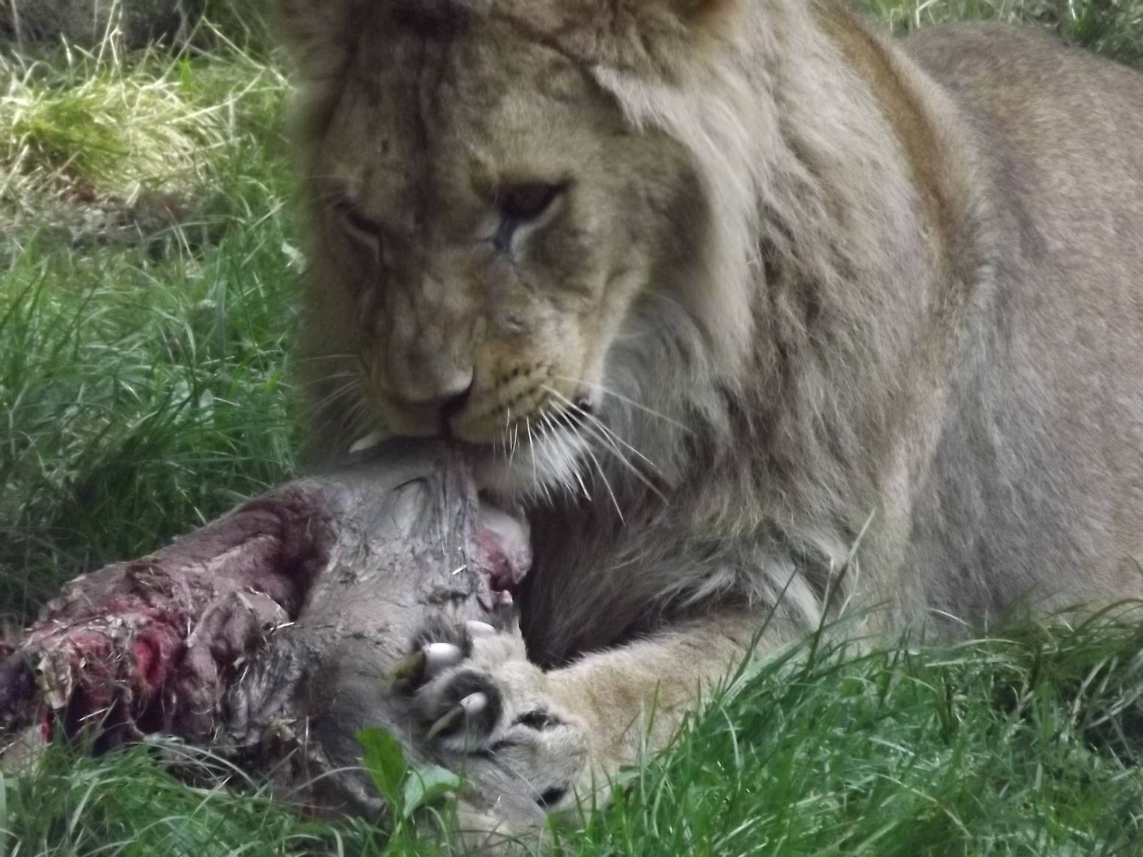 African Lion at Knowsley Safari Park 08/09/12