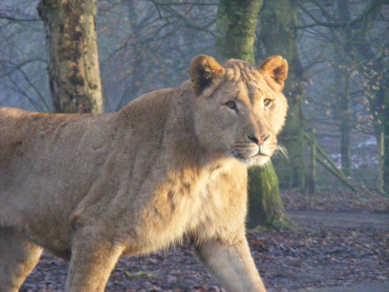 African lion at Knowsley Safari Park, 28 December 2009