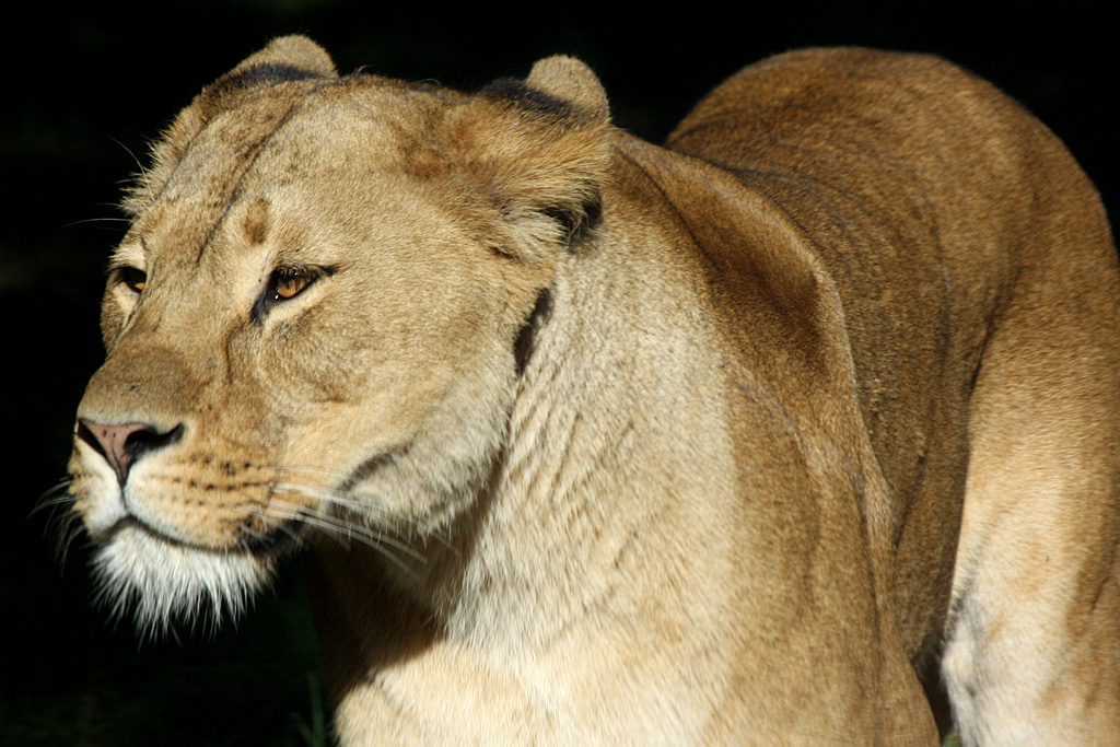 African Lion at Knowsley