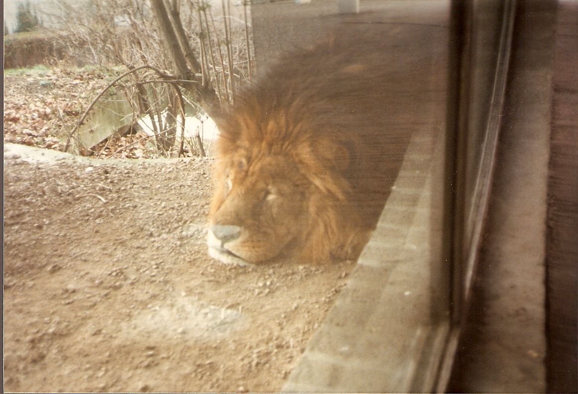 African lion at London Zoo, 15 February 1987