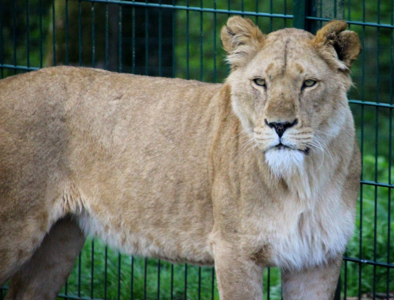 African Lion at Longleat
