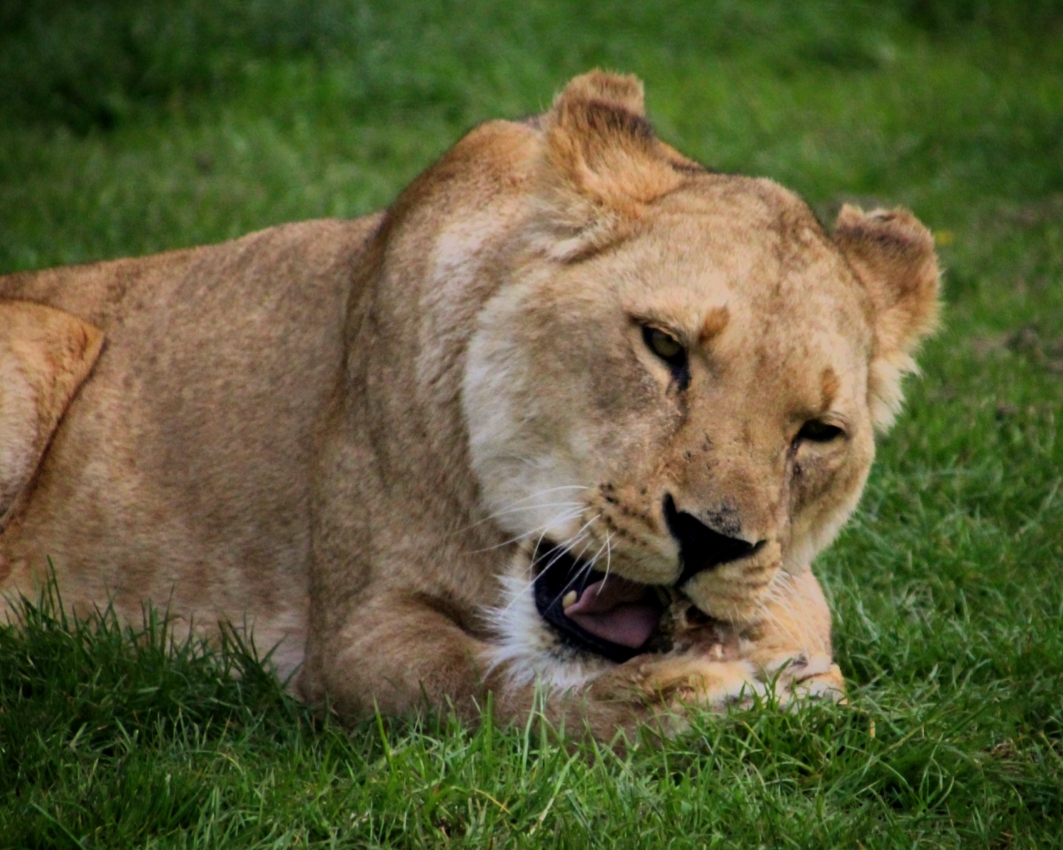 African Lion at Longleat