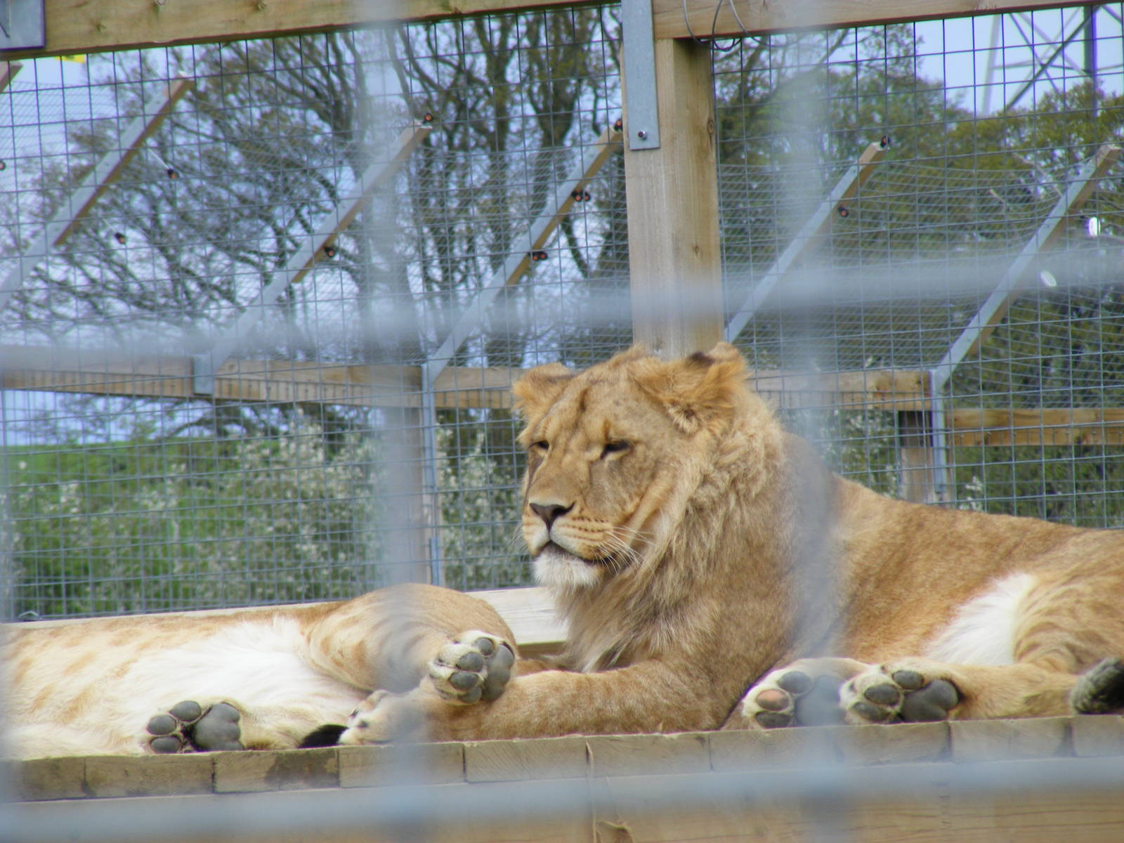 African lion at Noah's Ark Zoo Farm, 1 May 2010