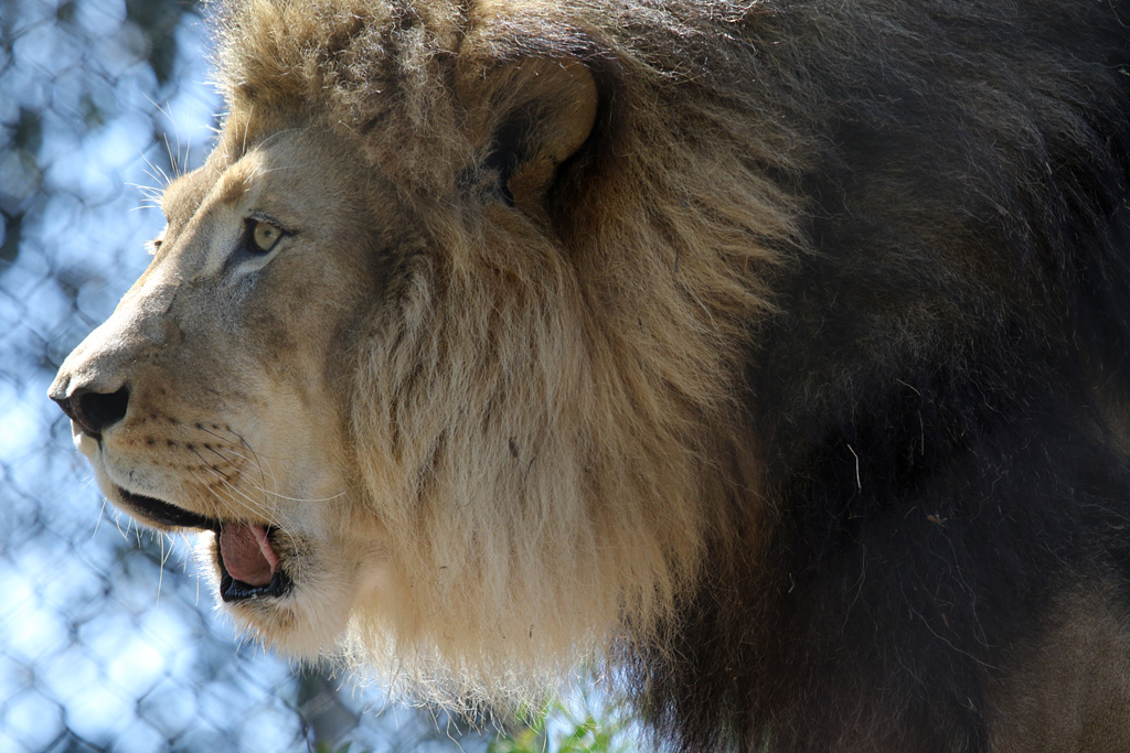 African Lion at San Diego Zoo 23rd April 2016
