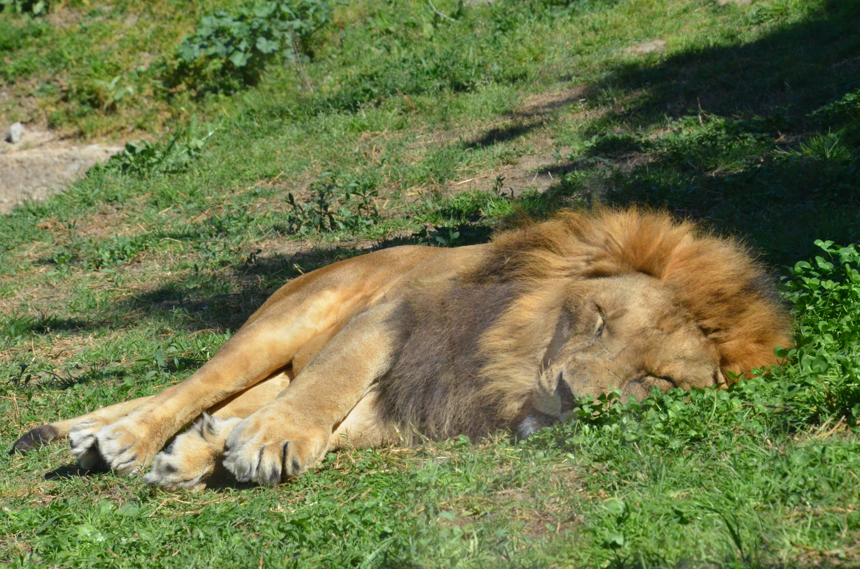 African Lion at Selwo Aventura, 13/03/19