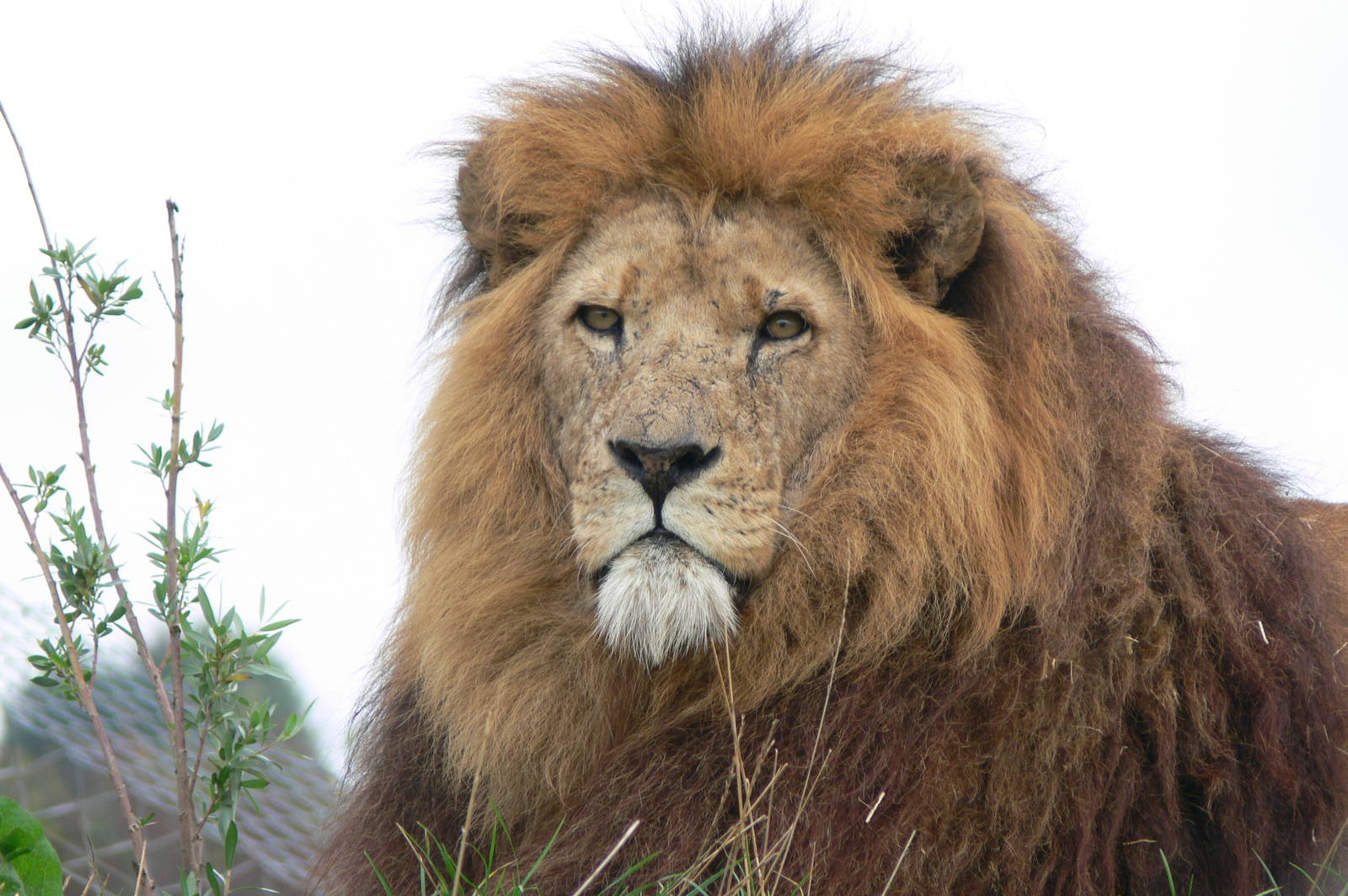 African Lion at South Lakes, 11/10/14