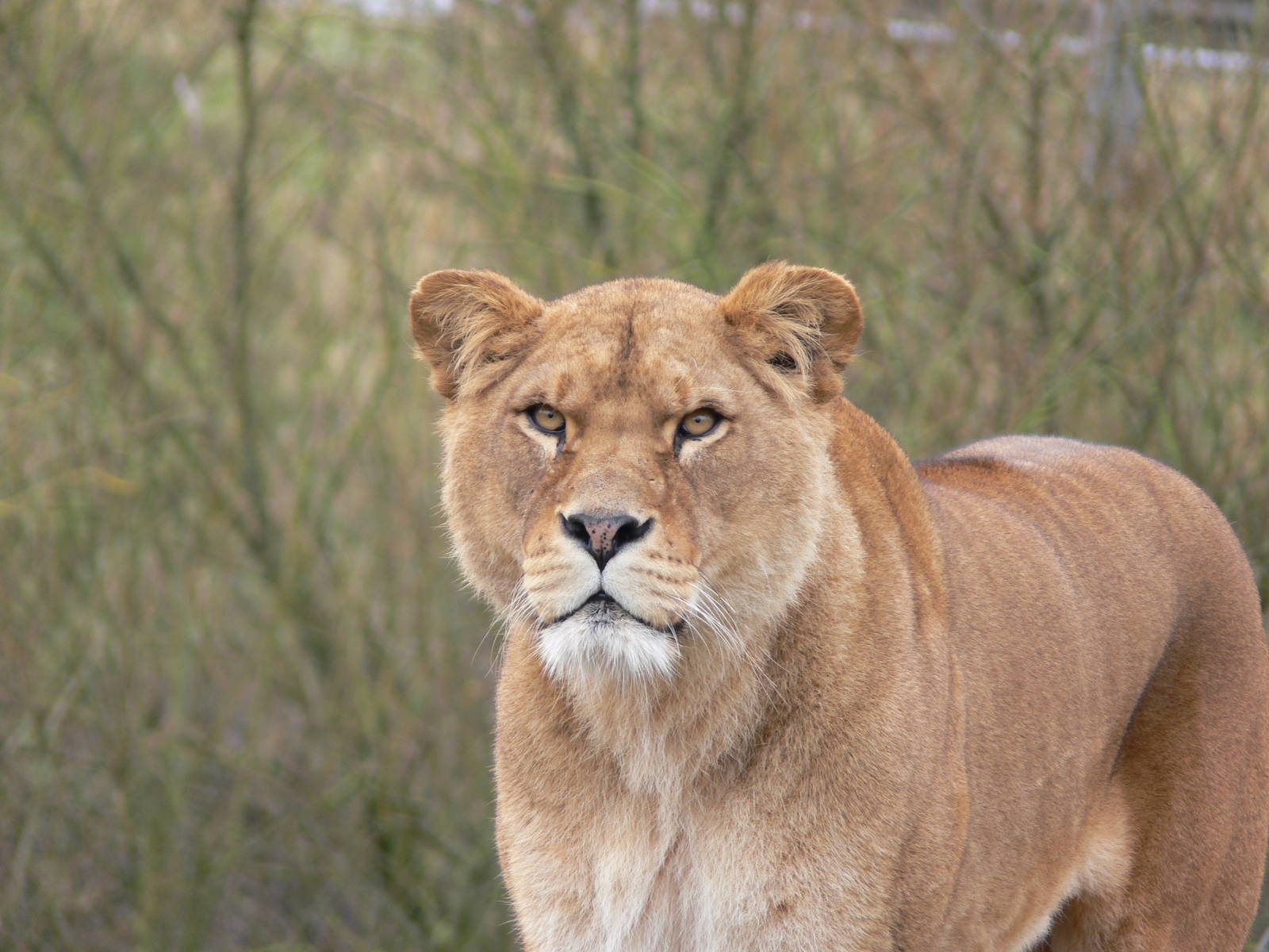 African Lion at South Lakes WAP 24/11/12