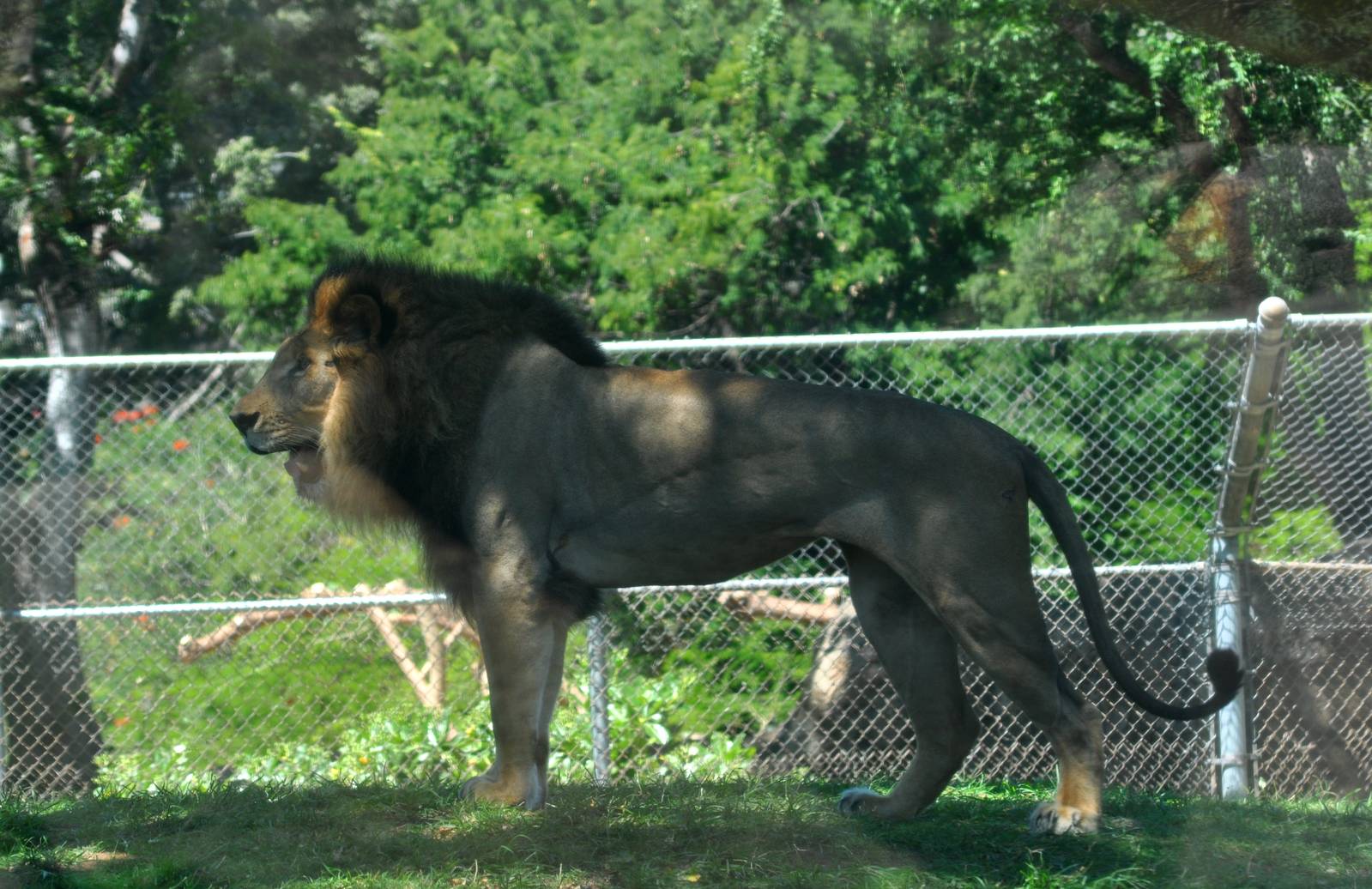 African Lion at the Honolulu Zoo
