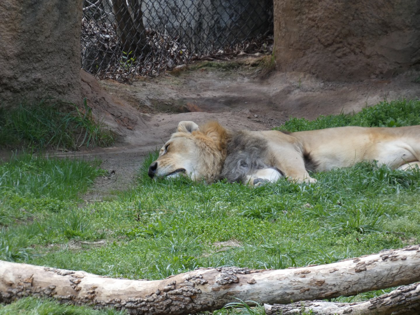 African Lion at the North Carolina Zoo