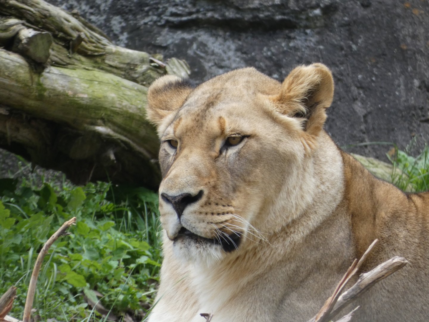 African Lion at the North Carolina Zoo