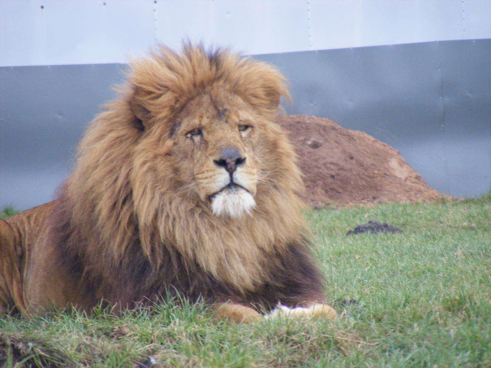 African lion at West Midland Safari Park, 13 February 2010