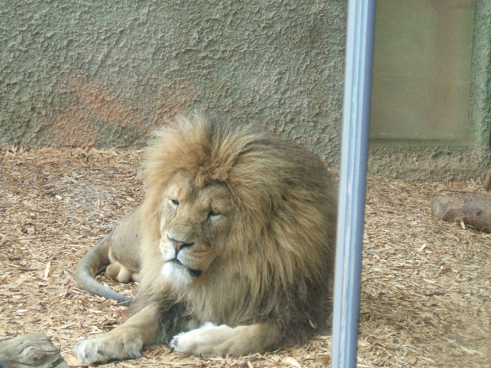 African Lion at Whipsnade