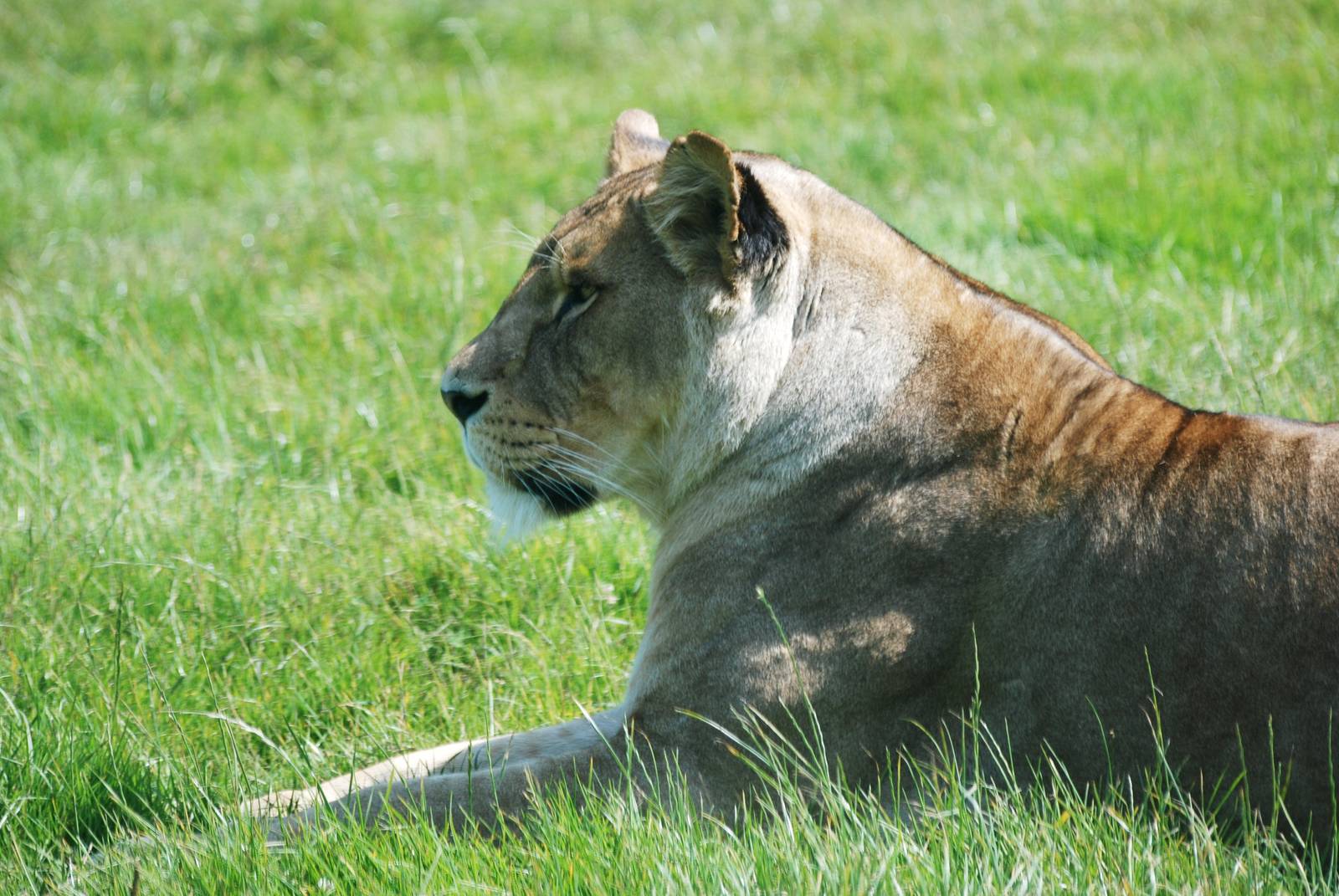 African Lion at Woburn, 22/07/12