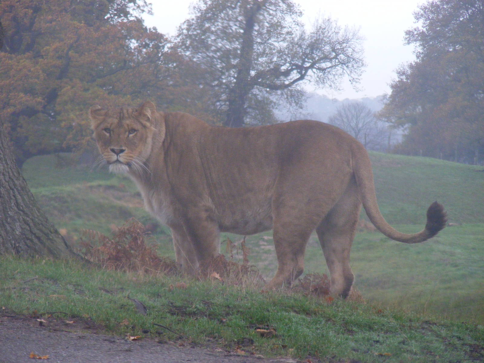 African lion at Woburn Safari Park, 14 November 2010