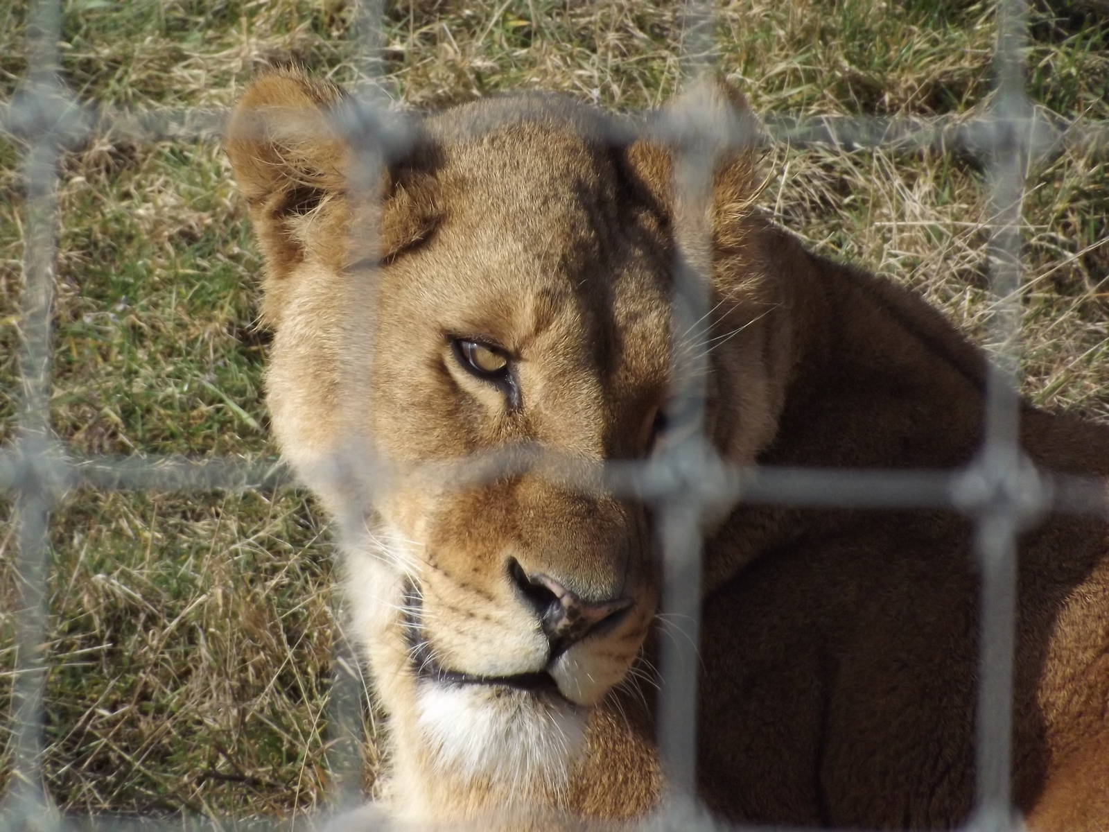 African Lion at Yorkshire Wildlife Park 18/02/12