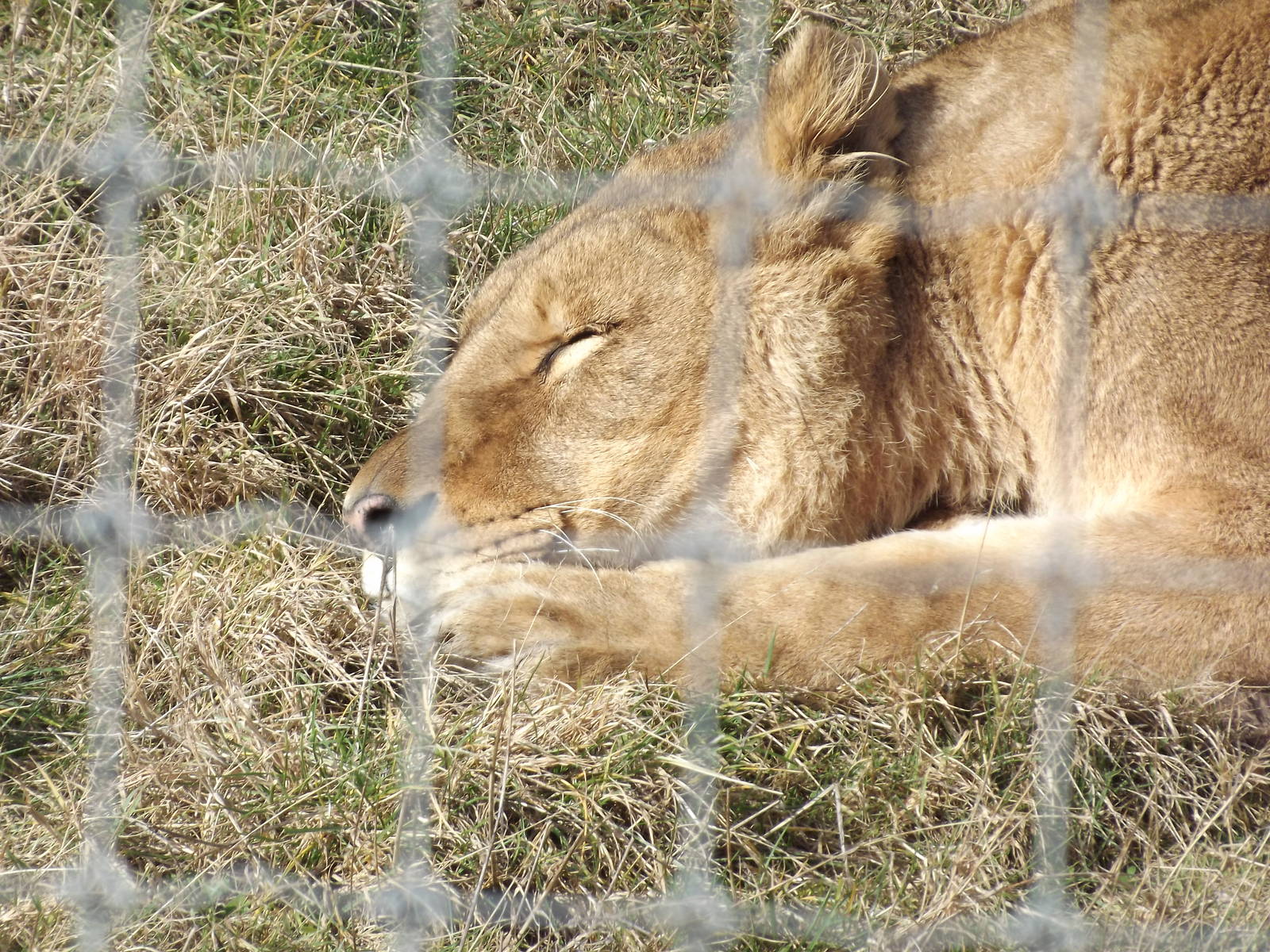 African Lion at Yorkshire Wildlife Park 18/02/12