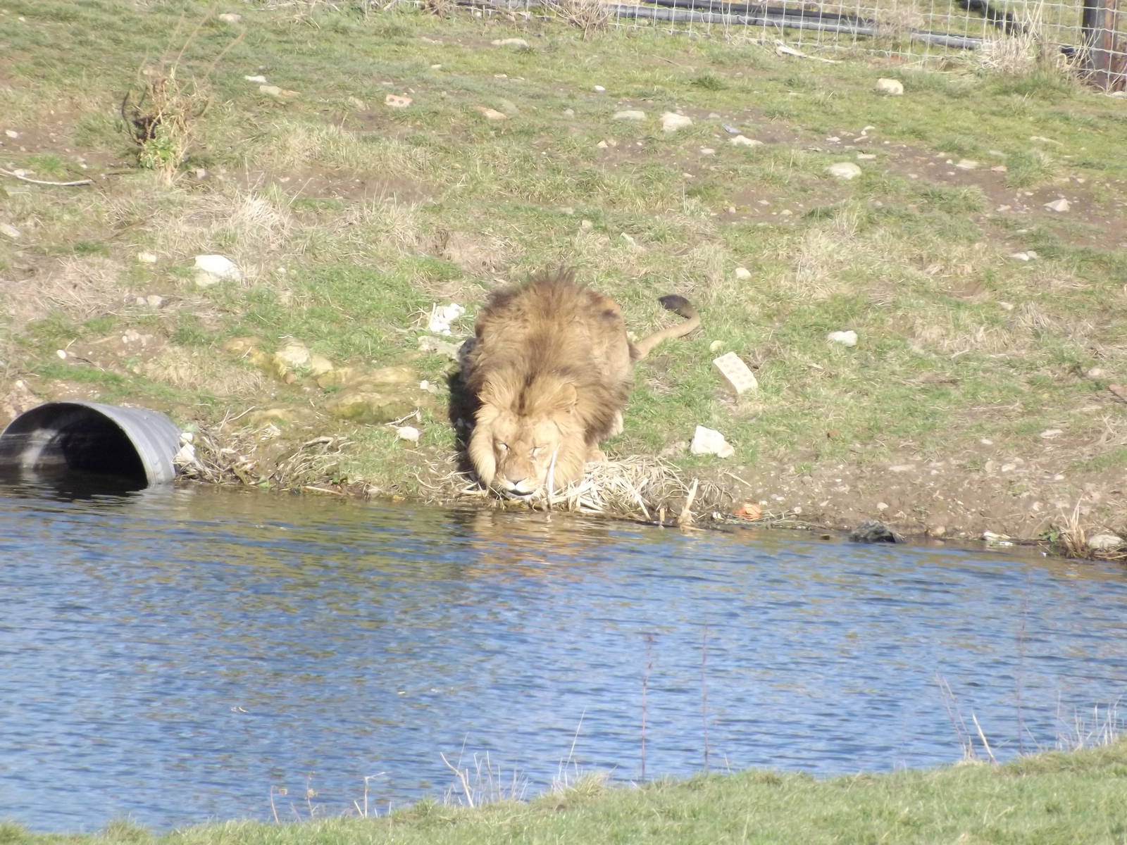 African Lion at Yorkshire Wildlife Park 18/02/12