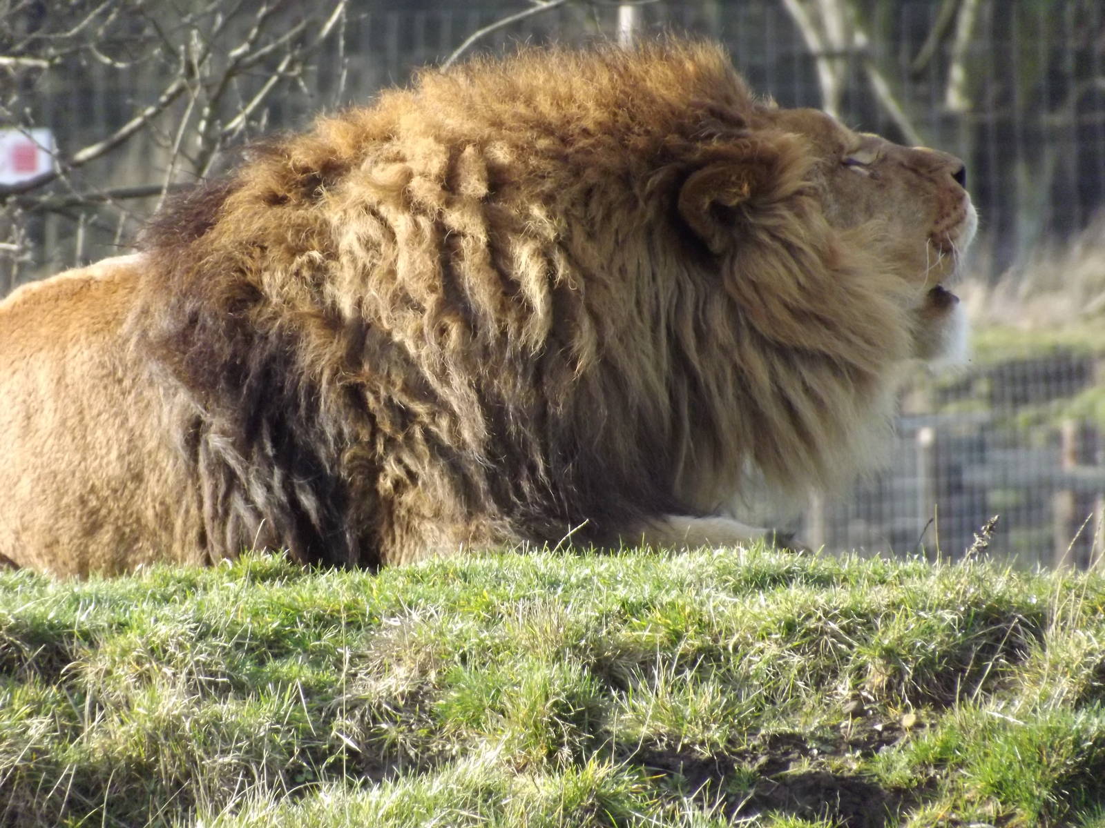 African Lion at Yorkshire Wildlife Park 18/02/12
