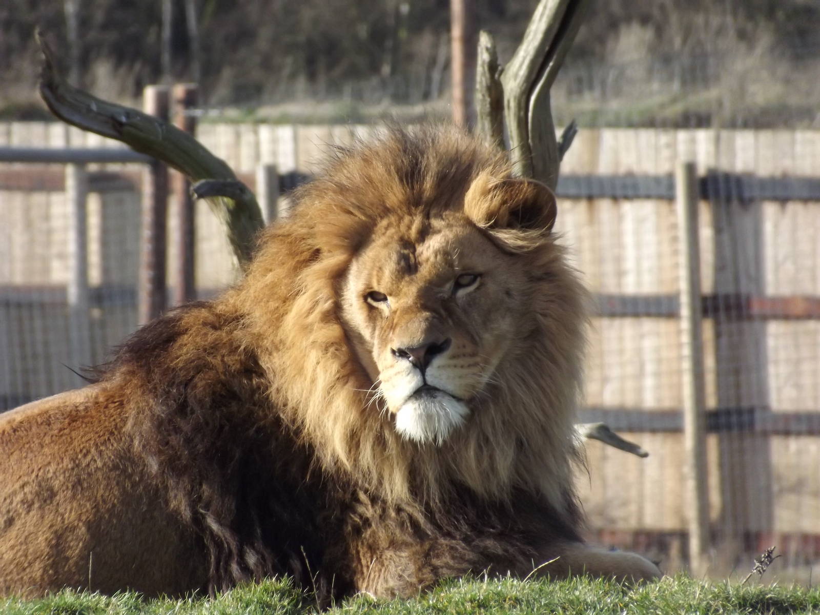 African Lion at Yorkshire Wildlife Park 18/02/12