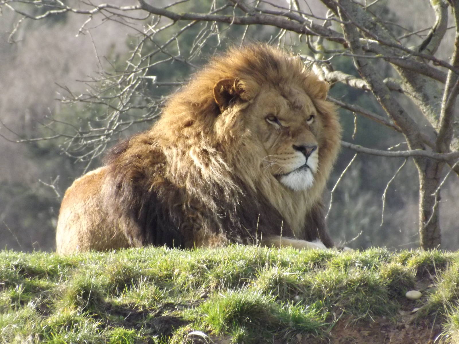African Lion at Yorkshire Wildlife Park 18/02/12