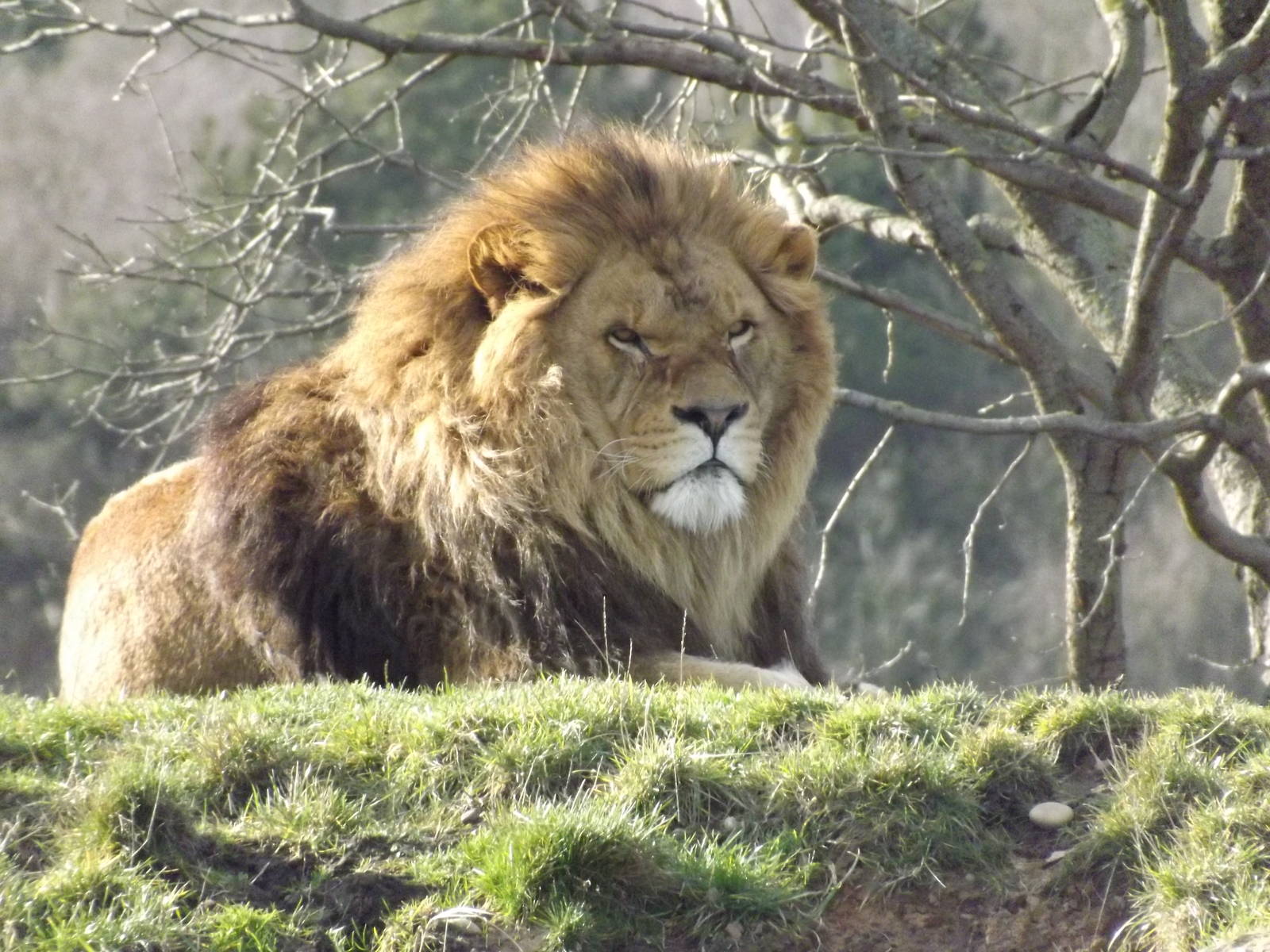 African Lion at Yorkshire Wildlife Park 18/02/12