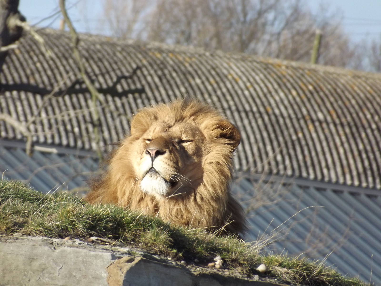 African Lion at Yorkshire Wildlife Park 18/02/12